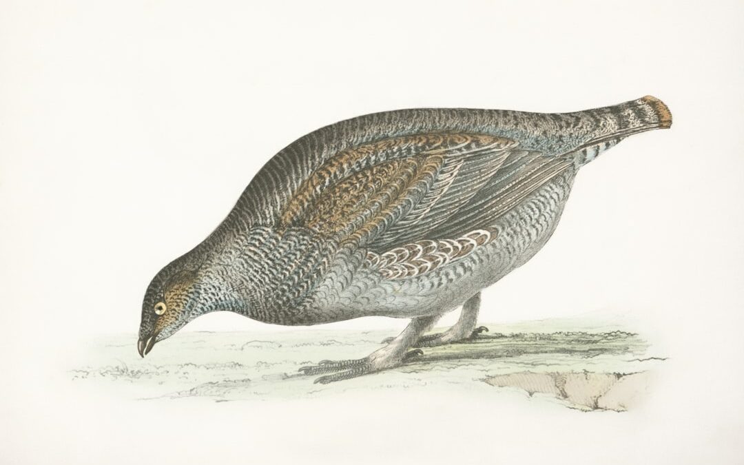 Building a Game Library on a Tight School Budget