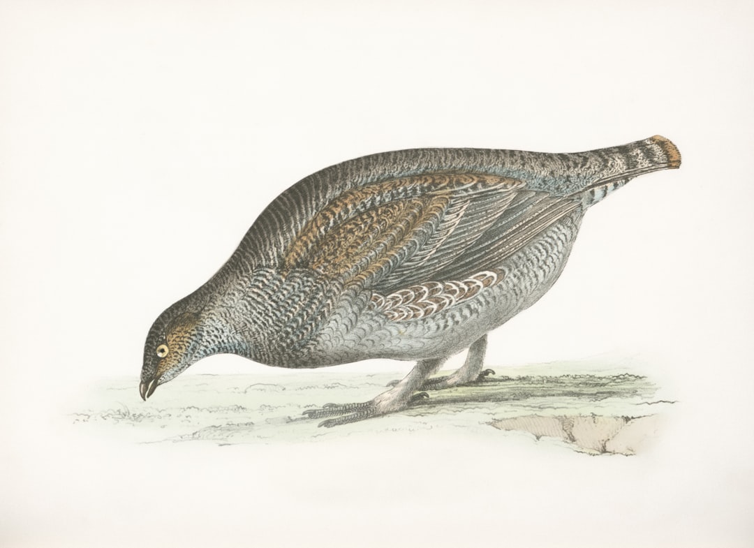 image-46 Photo Game Library